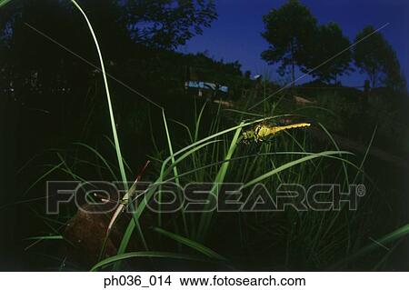 Dragonfly perching on grass, close up View Large Photo Image Picture - Dragonfly perching on grass, close up. Fotosearch