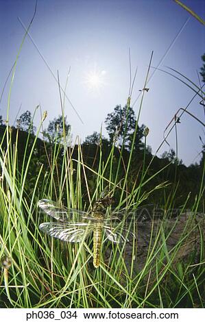 Dragonfly perching on grass, close up View Large Photo Image Picture - Dragonfly perching on grass, close up. Fotosearch