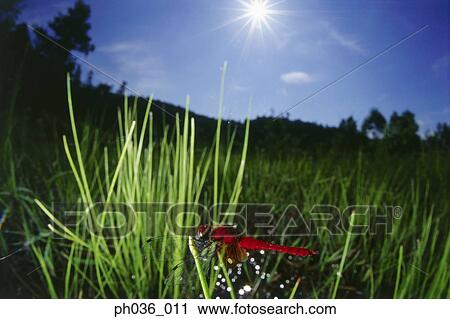 Stock Image - Dragonfly perching on grass, close up. Fotosearch