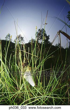 Dragonfly perching on grass, close up View Large Photo Image Stock Image - Dragonfly perching on grass, close up. Fotosearch