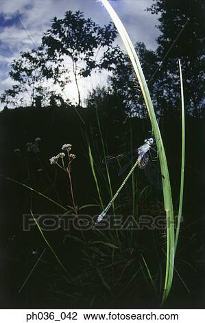 Dragonfly perching on grass, close up View Large Photo Image Stock Image - Dragonfly perching on grass, close up. Fotosearch