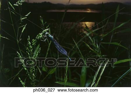 Dragonfly perching on grass, close up View Large Photo Image Stock Photo - Dragonfly perching on grass, close up. Fotosearch