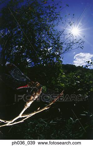 Dragonfly perching on grass, close up View Large Photo Image Stock Photo - Dragonfly perching on grass, close up. Fotosearch
