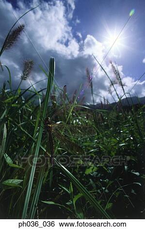 Stock Photograph - Dragonfly perching on grass, close up. Fotosearch
