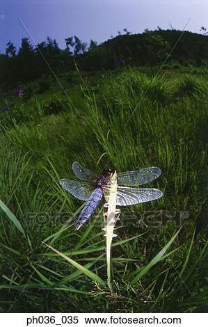 Dragonfly perching on grass, close up View Large Photo Image Stock Photography - Dragonfly perching on grass, close up. Fotosearch