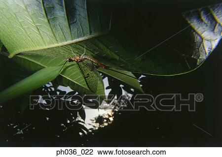 Dragonfly perching on leaf, close up View Large Photo Image Stock Image - Dragonfly perching on leaf, close up. Fotosearch