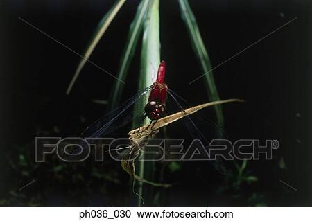 Dragonfly perching on leaf, close up View Large Photo Image Stock Image - Dragonfly perching on leaf, close up. Fotosearch