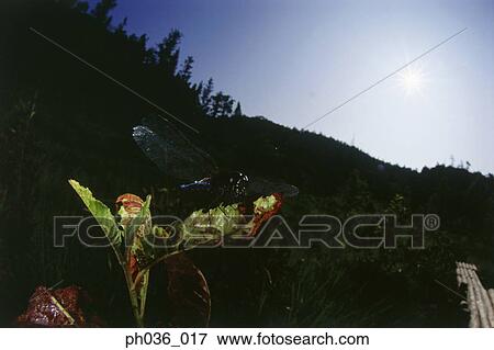 Stock Photo - Dragonfly perching on leaf, close up. Fotosearch