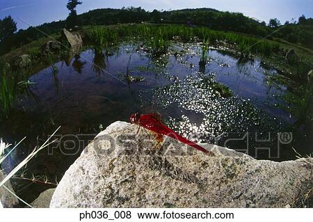 Dragonfly perching on rock, close up View Large Photo Image Stock Photo - Dragonfly perching on rock, close up. Fotosearch