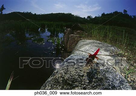 Dragonfly perching on rock, close up View Large Photo Image Stock Photo - Dragonfly perching on rock, close up. Fotosearch