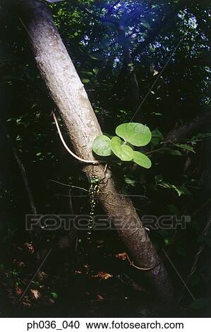 Dragonfly perching on tree trunk, close up View Large Photo Image Stock Image - Dragonfly perching on tree trunk, close up. Fotosearch