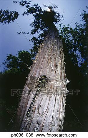 Stock Photo - Dragonfly perching on tree trunk, close up. Fotosearch