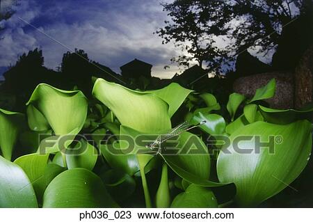 Stock Image - Dragonfly perching on water hyacinth, close up. Fotosearch