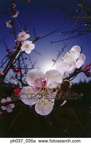 Bee approaching Cherry blossoms, rear view View Large Photo Image Stock Image - Bee approaching Cherry blossoms, rear view . Fotosearch