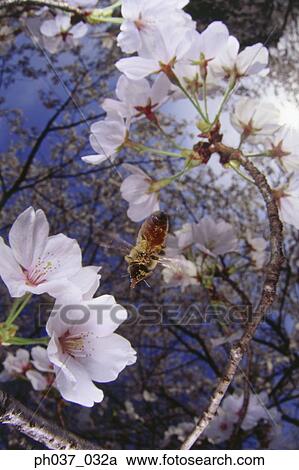 Stock Image - Bee approaching Cherry blossoms, view directly below. Fotosearch