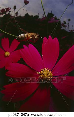 Bee approaching Cosmos flower, close up View Large Photo Image Stock Image - Bee approaching Cosmos flower, close up. Fotosearch