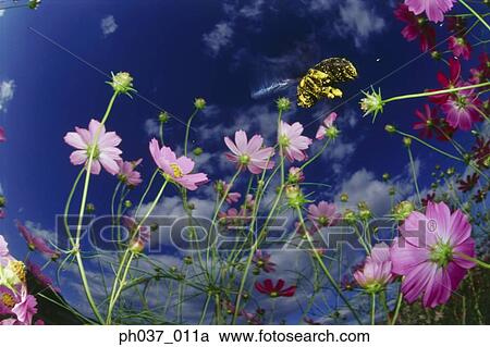 Bee approaching cosmos flowers, close up View Large Photo Image Stock Image - Bee approaching cosmos flowers, close up. Fotosearch