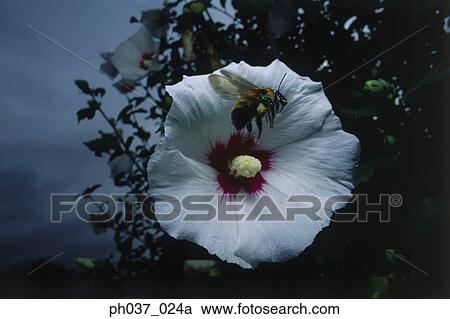 Stock Image - Bee approaching flower, close up. Fotosearch