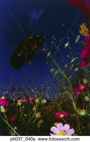 Stock Image - Bee approaching flowers, view directly below. Fotosearch