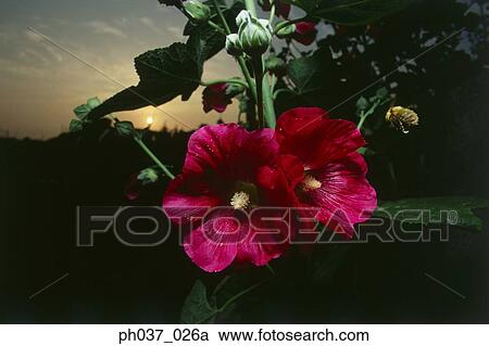 Bee approaching Hibiscus, close up View Large Photo Image Stock Image - Bee approaching Hibiscus, close up. Fotosearch