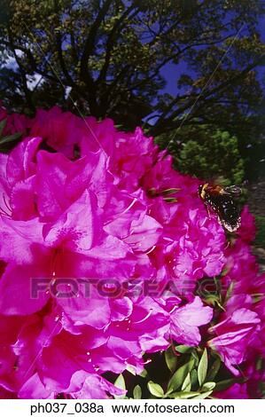 Bee approaching pink flower, close up View Large Photo Image Stock Image - Bee approaching pink flower, close up. Fotosearch