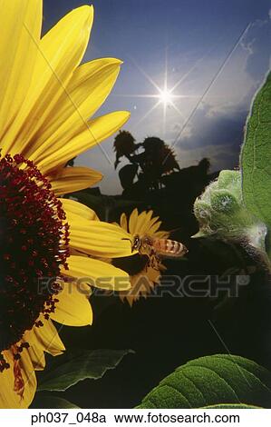 Bee flying near sunflower, close up View Large Photo Image Stock Image - Bee flying near sunflower, close up. Fotosearch