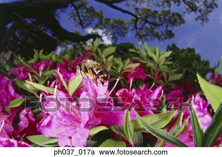 Bee hovering above pink Azalea View Large Photo Image Stock Image - Bee hovering above pink Azalea. Fotosearch