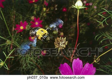 Bee hovering above plants and cosmos flowers View Large Photo Image Stock Image - Bee hovering above plants and cosmos flowers. Fotosearch