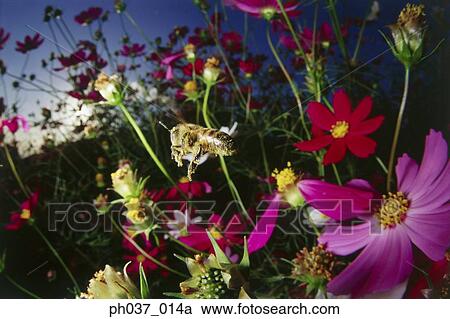Bee hovering above plants and cosmos flowers View Large Photo Image Stock Image - Bee hovering above plants and cosmos flowers. Fotosearch