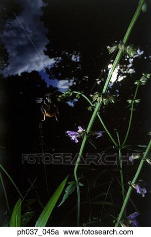 Bee hovering above plants and flowers View Large Photo Image Stock Image - Bee hovering above plants and flowers. Fotosearch