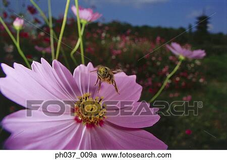 Bee landing on Cosmos flower View Large Photo Image Stock Image - Bee landing on Cosmos flower. Fotosearch
