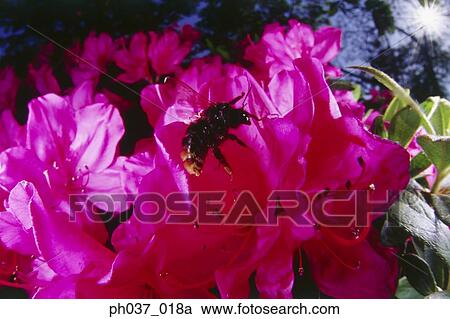 Bee landing on pink Azalea View Large Photo Image Stock Image - Bee landing on pink Azalea. Fotosearch