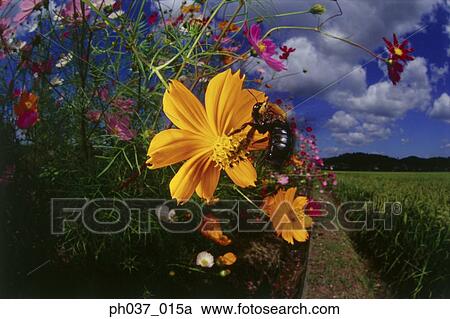 Stock Image - Bee landing on yellow cosmos flower. Fotosearch