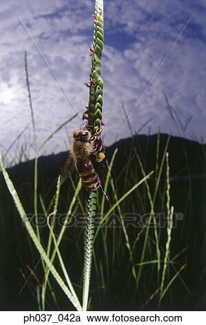 Bee on grass, close up View Large Photo Image Stock Image - Bee on grass, close up. Fotosearch