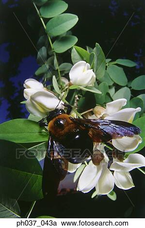 Bee on white flowers, close up View Large Photo Image Stock Image - Bee on white flowers, close up. Fotosearch