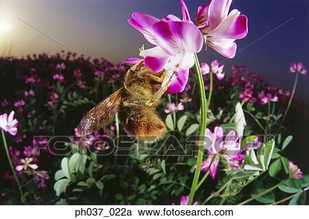 Bee pollenating pink flower, close-up View Large Photo Image Stock Image - Bee pollenating pink flower, close-up . Fotosearch