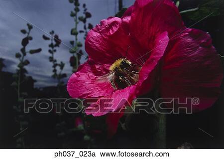 Bee pollenating pink Hibiscus, close-up View Large Photo Image Stock Image - Bee pollenating pink Hibiscus, close-up . Fotosearch