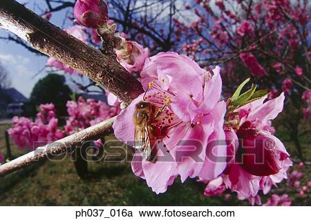 Bee pollinating pink Azalea, close-up View Large Photo Image Stock Image - Bee pollinating pink Azalea, close-up . Fotosearch