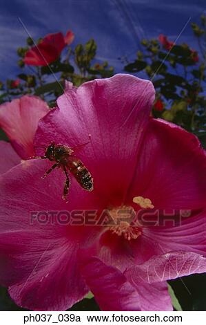 Stock Image - Bee taking off from Hibiscus flower. Fotosearch