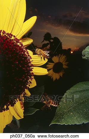 Bees flying near sunflower at sunset, close up View Large Photo Image Stock Image - Bees flying near sunflower at sunset, close up. Fotosearch
