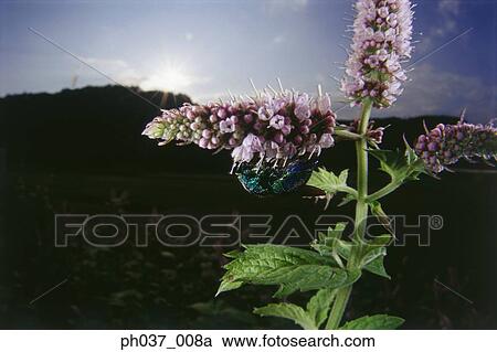 Stock Image - Bug on flower buds, close up. Fotosearch
