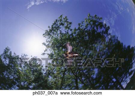 Bumblebee in flight, view directly below View Large Photo Image Stock Image - Bumblebee in flight, view directly below. Fotosearch