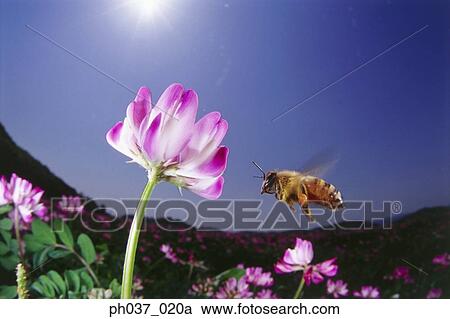 Fisheye view of bee approaching pink flower, close up View Large Photo Image Stock Image - Fisheye view of bee approaching pink flower, close up. Fotosearch