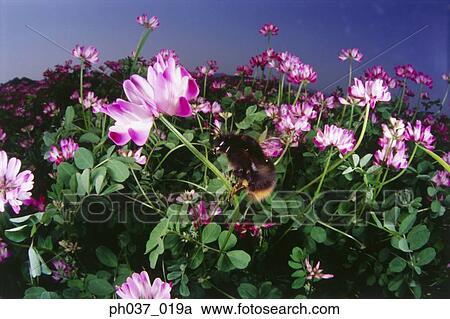 Fisheye view of bee hovering above pink flowers View Large Photo Image Stock Image - Fisheye view of bee hovering above pink flowers. Fotosearch