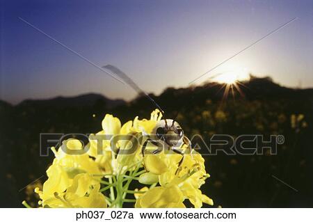 Wasp flying off from yellow plant, close up View Large Photo Image Stock Image - Wasp flying off from yellow plant, close up. Fotosearch