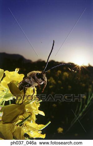Wasp flying off from yellow plant, close up View Large Photo Image Stock Image - Wasp flying off from yellow plant, close up. Fotosearch