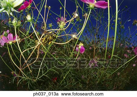 Wasp hovering above plants and flowers View Large Photo Image Stock Image - Wasp hovering above plants and flowers. Fotosearch