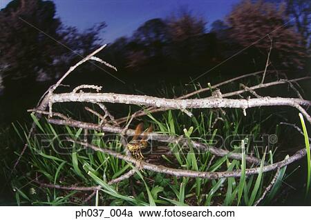 Wasp in flight around branches and grass View Large Photo Image Stock Image - Wasp in flight around branches and grass. Fotosearch