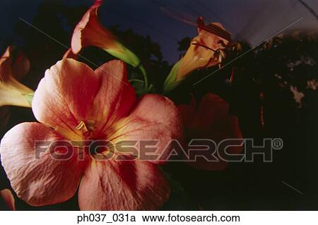 Wasp landing on Hibiscus flower, close up View Large Photo Image Stock Image - Wasp landing on Hibiscus flower, close up. Fotosearch