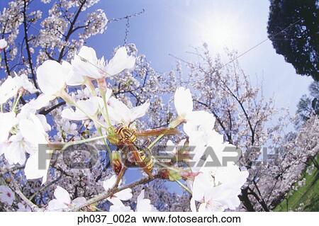 Wasp on Cherry Blossom, close up View Large Photo Image Stock Image - Wasp on Cherry Blossom, close up. Fotosearch